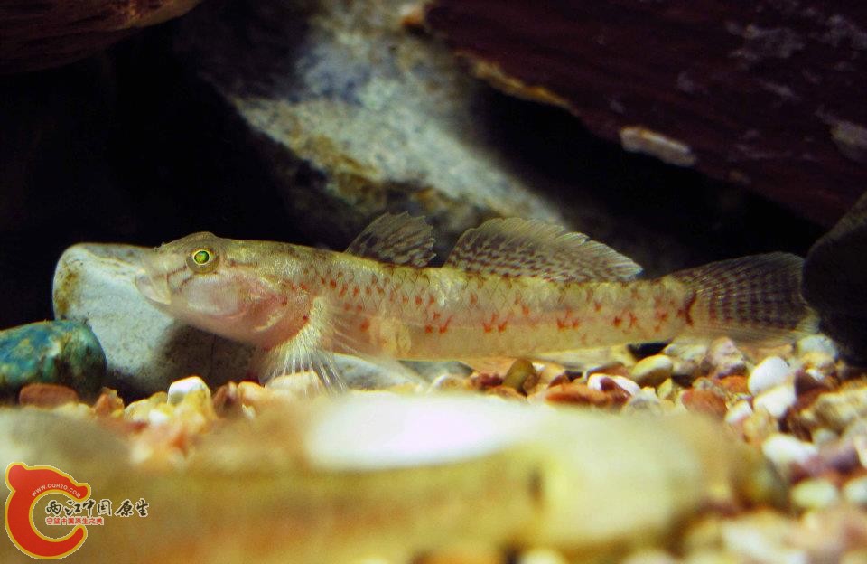 Rhinogobius sp."菊花吻"