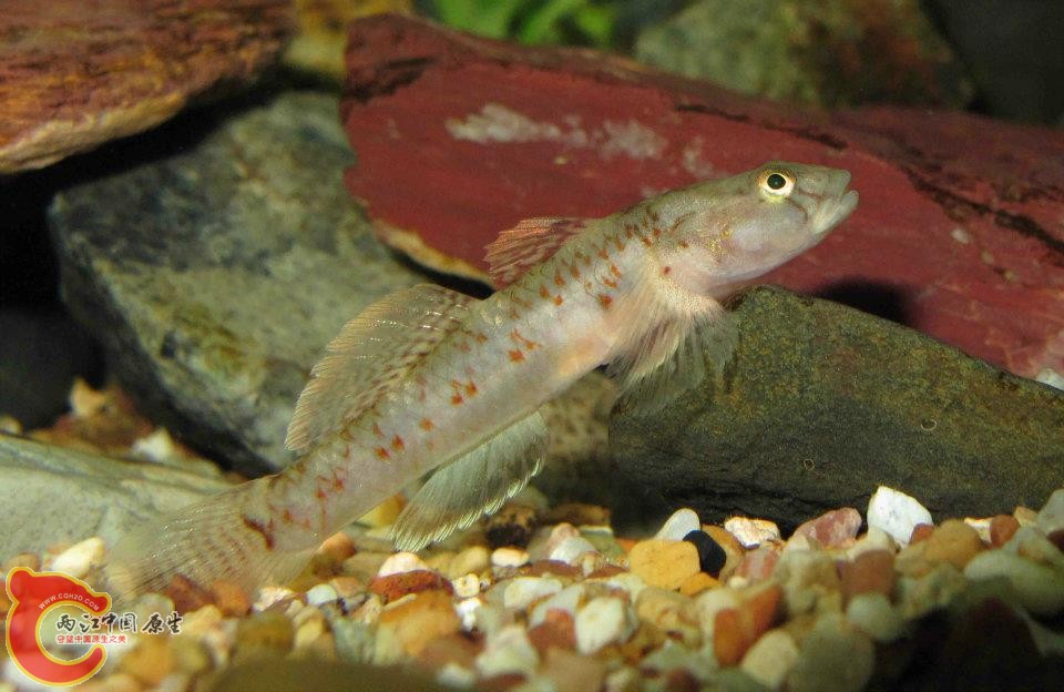 Rhinogobius sp."菊花吻"