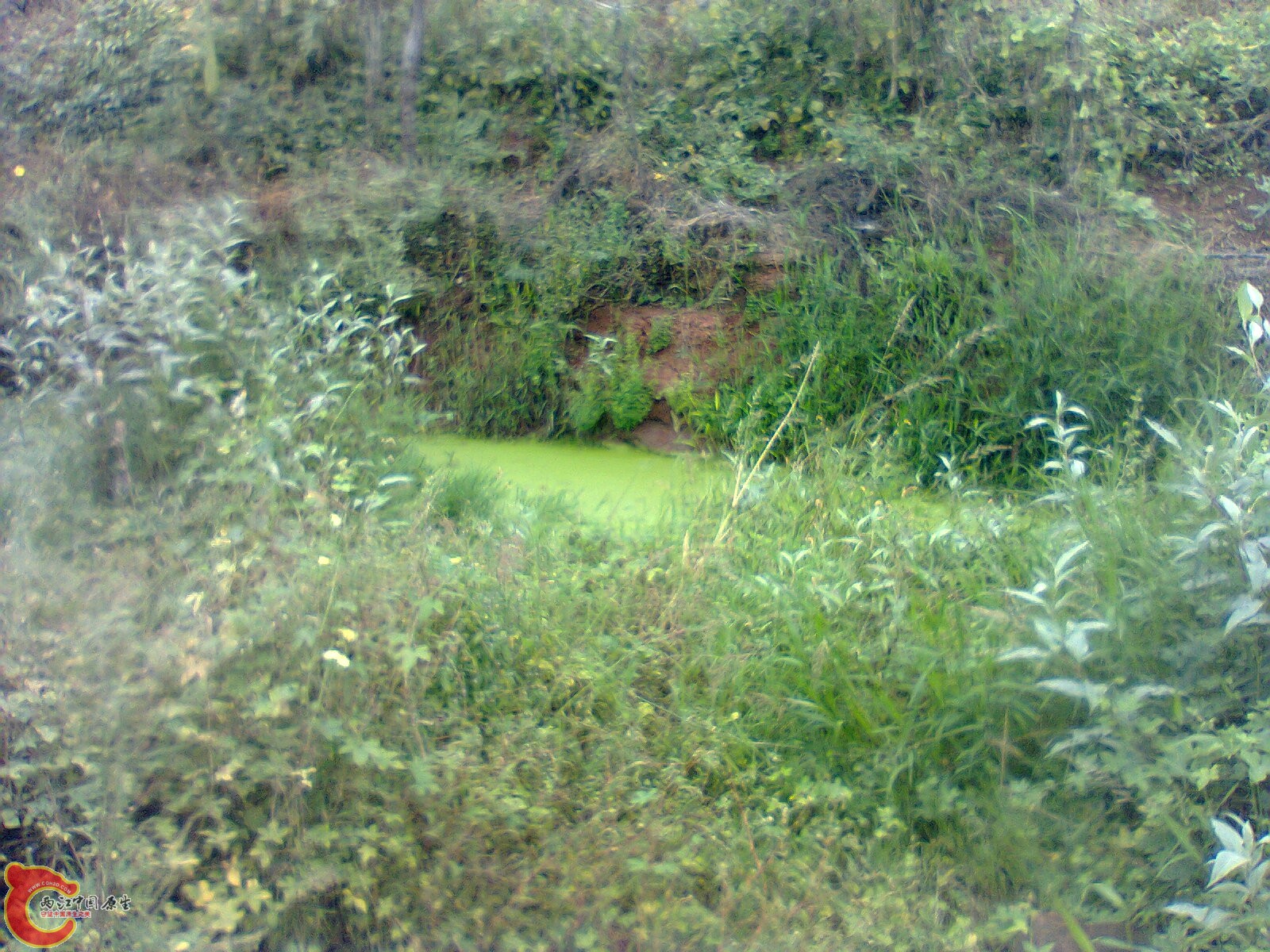 野采的小水塘