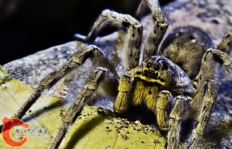DSC_2825S1.jpg