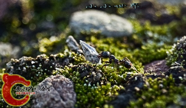 DSC_2918S.jpg