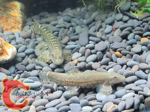 缨口鳅没斑纹？