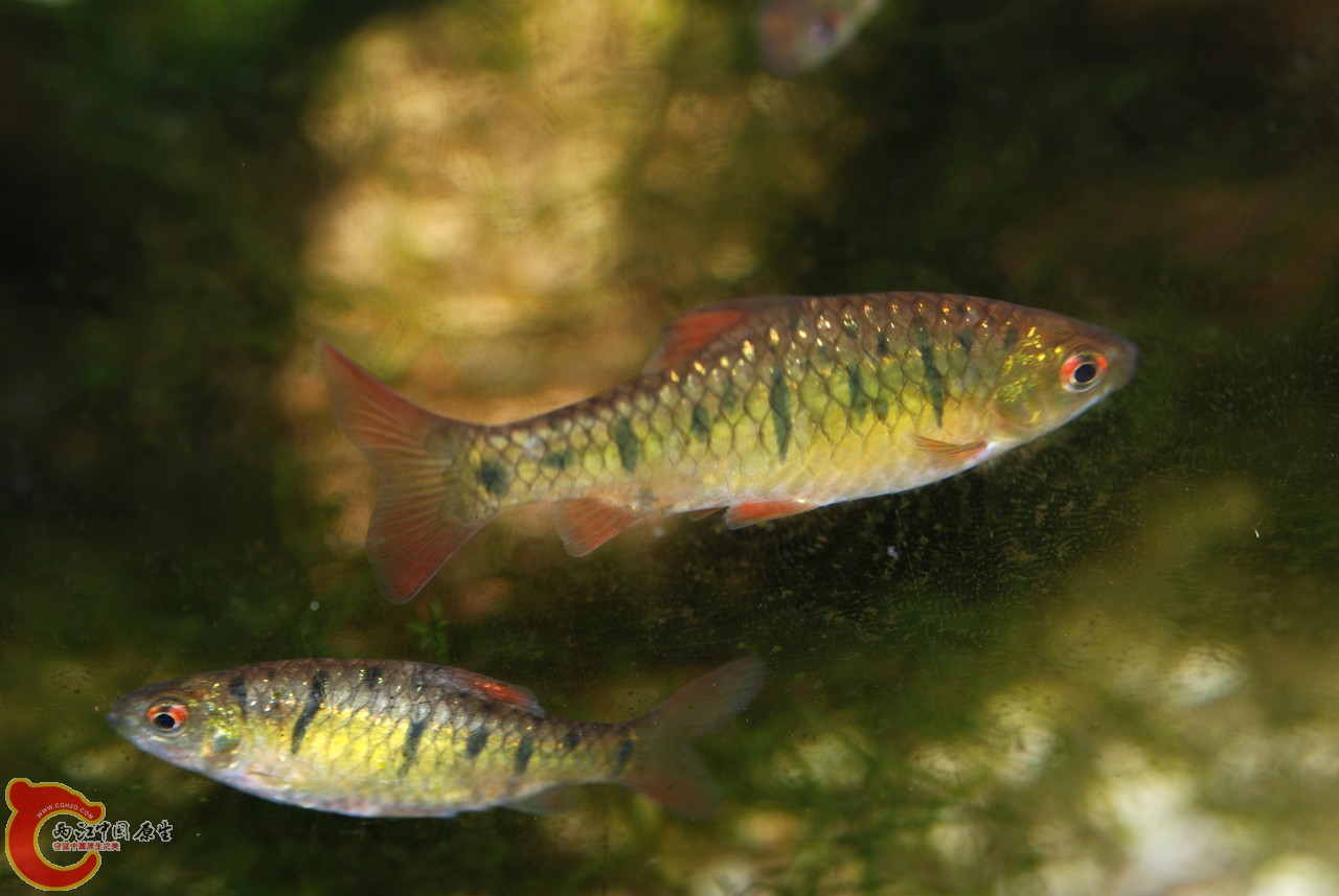 DSC_0927.JPG