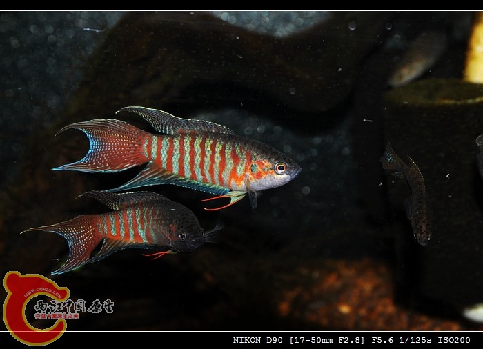 DSC_0098.jpg