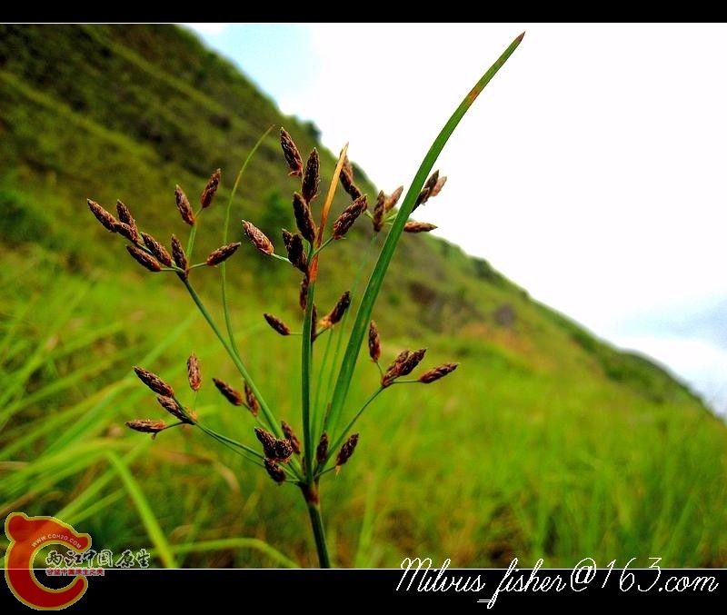 03莎草科（疑似飘拂草）.jpg
