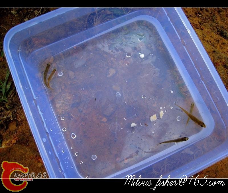 34麦穗 .jpg