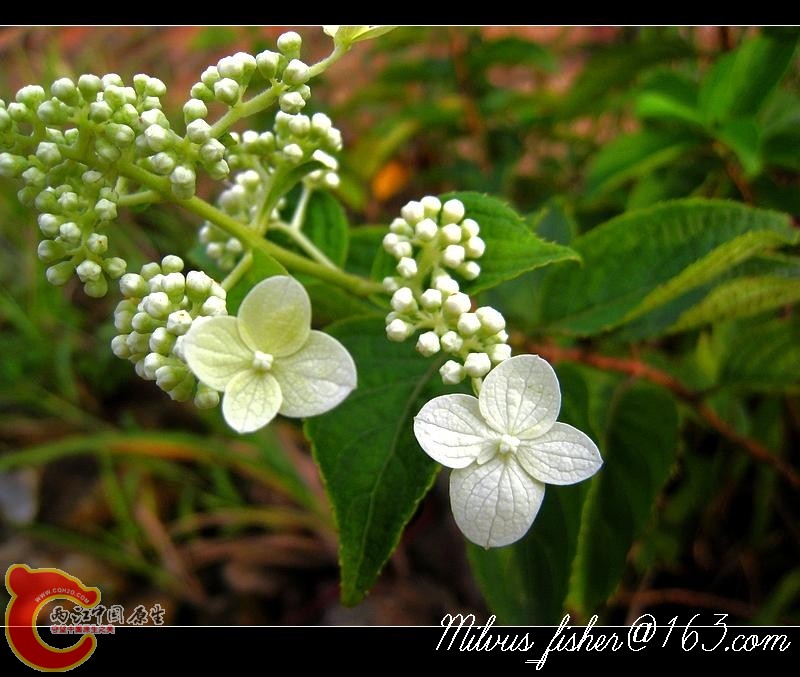 48忍冬科荚蒾属.jpg