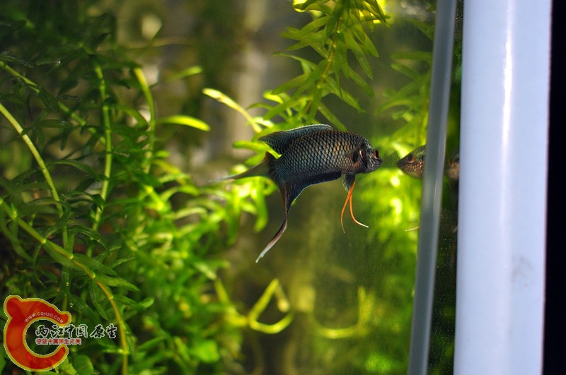 DSC_0105_副本.jpg