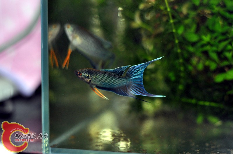 DSC_0116_副本.jpg