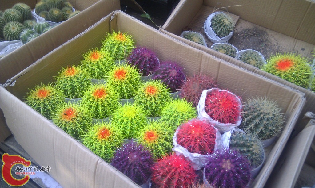 conew_imag0032.jpg