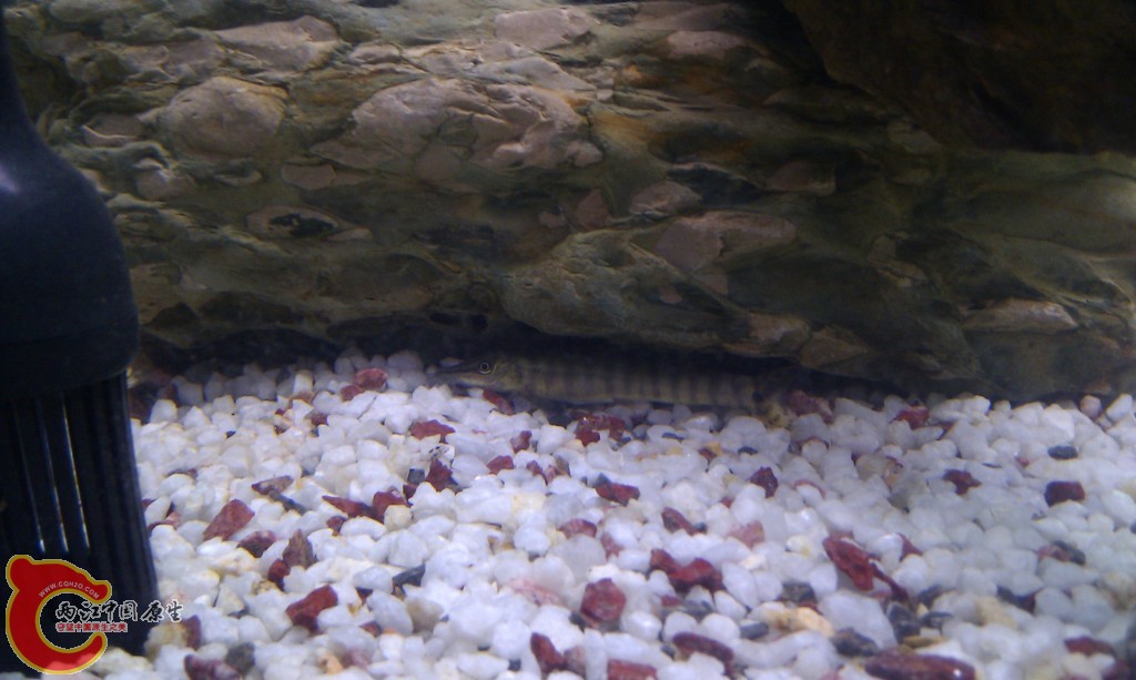 conew_imag0082.jpg