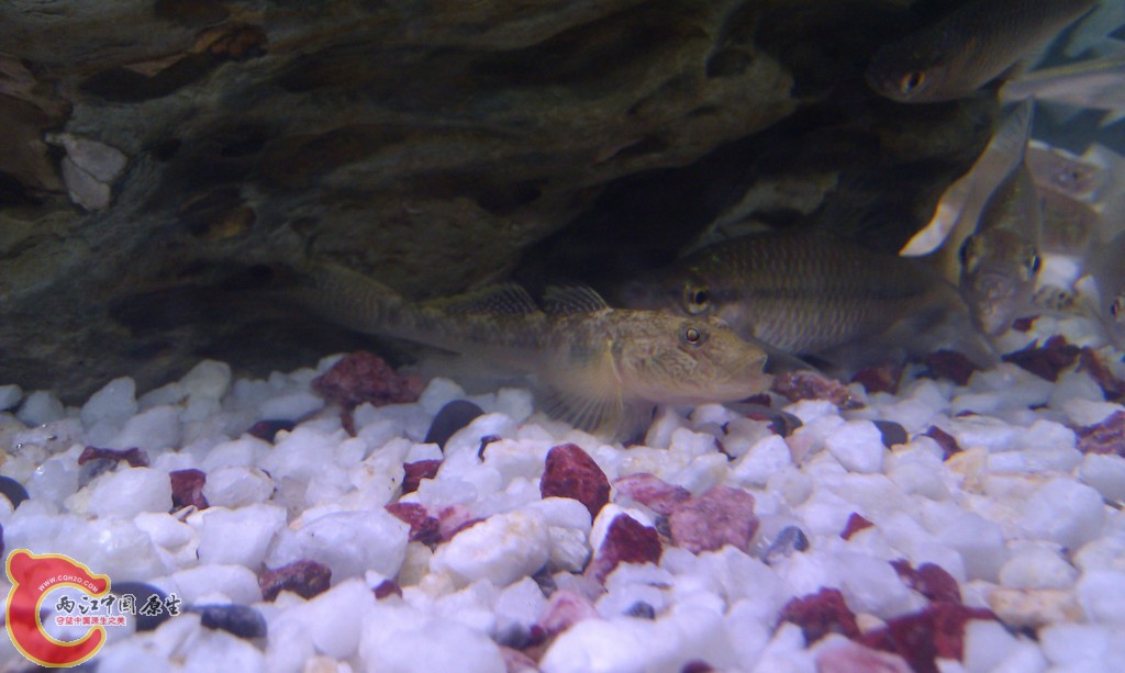 conew_imag0085.jpg