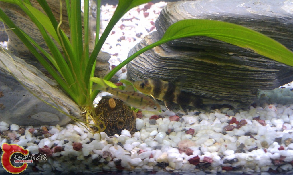 conew_imag0126.jpg