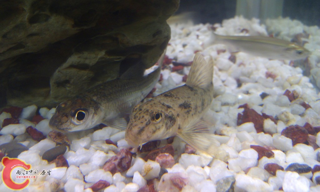 conew_imag0130.jpg