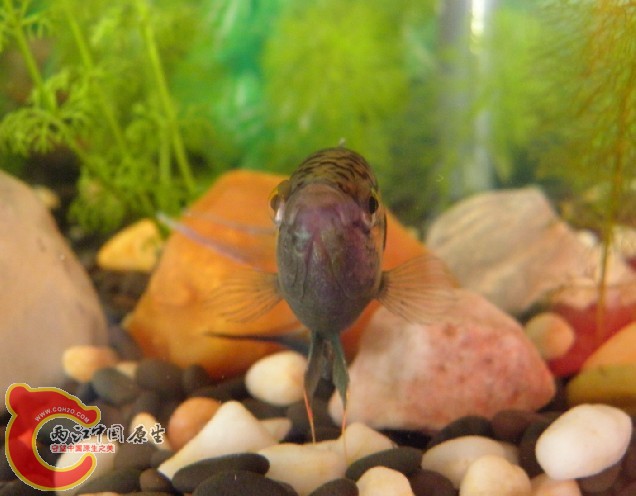 7月2日左鳍肉瘤消退