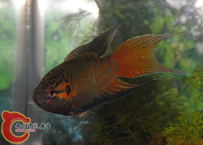 7月8日左鳍肉瘤消退