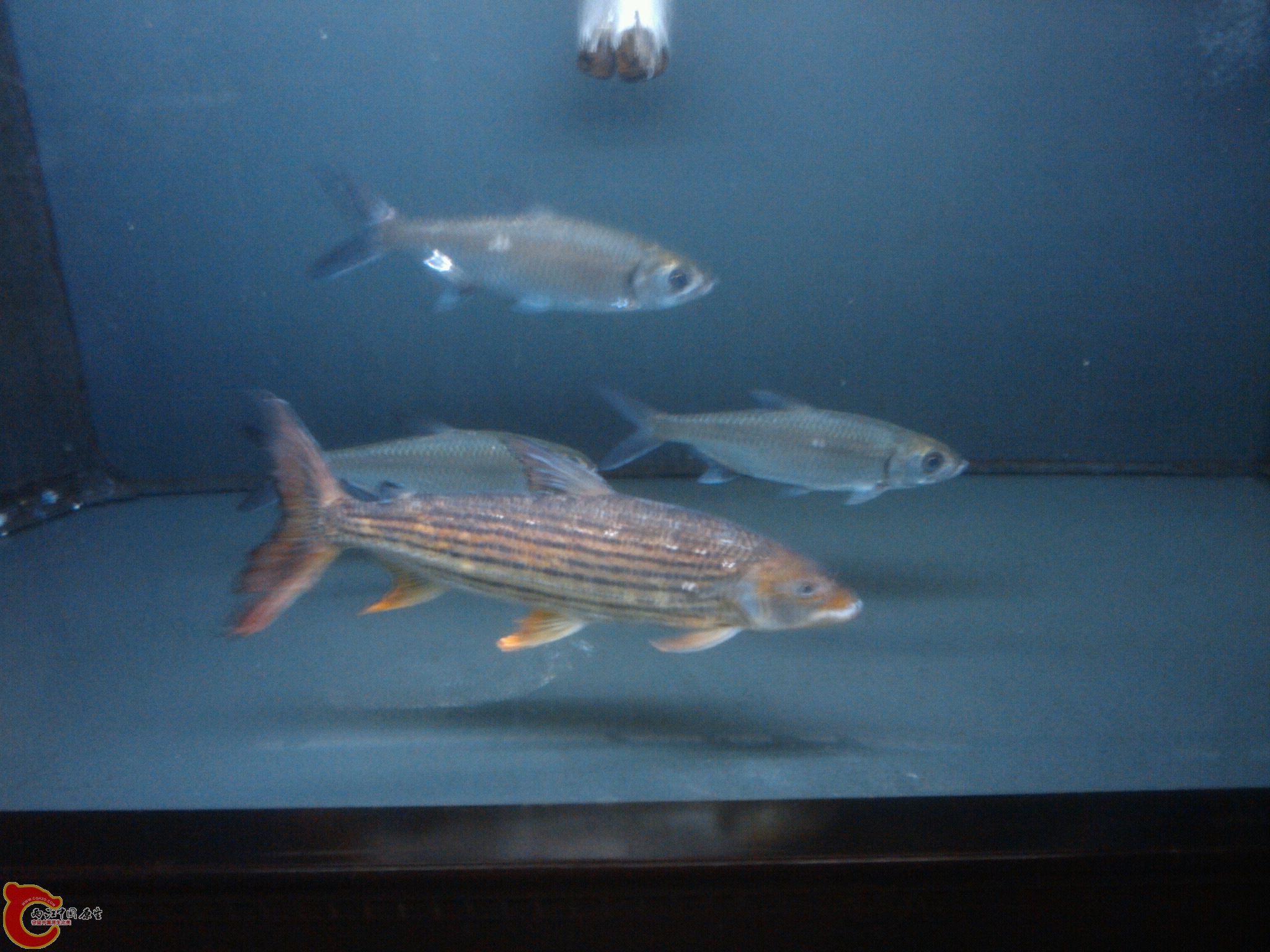 Oct_17_2011_6082.jpg