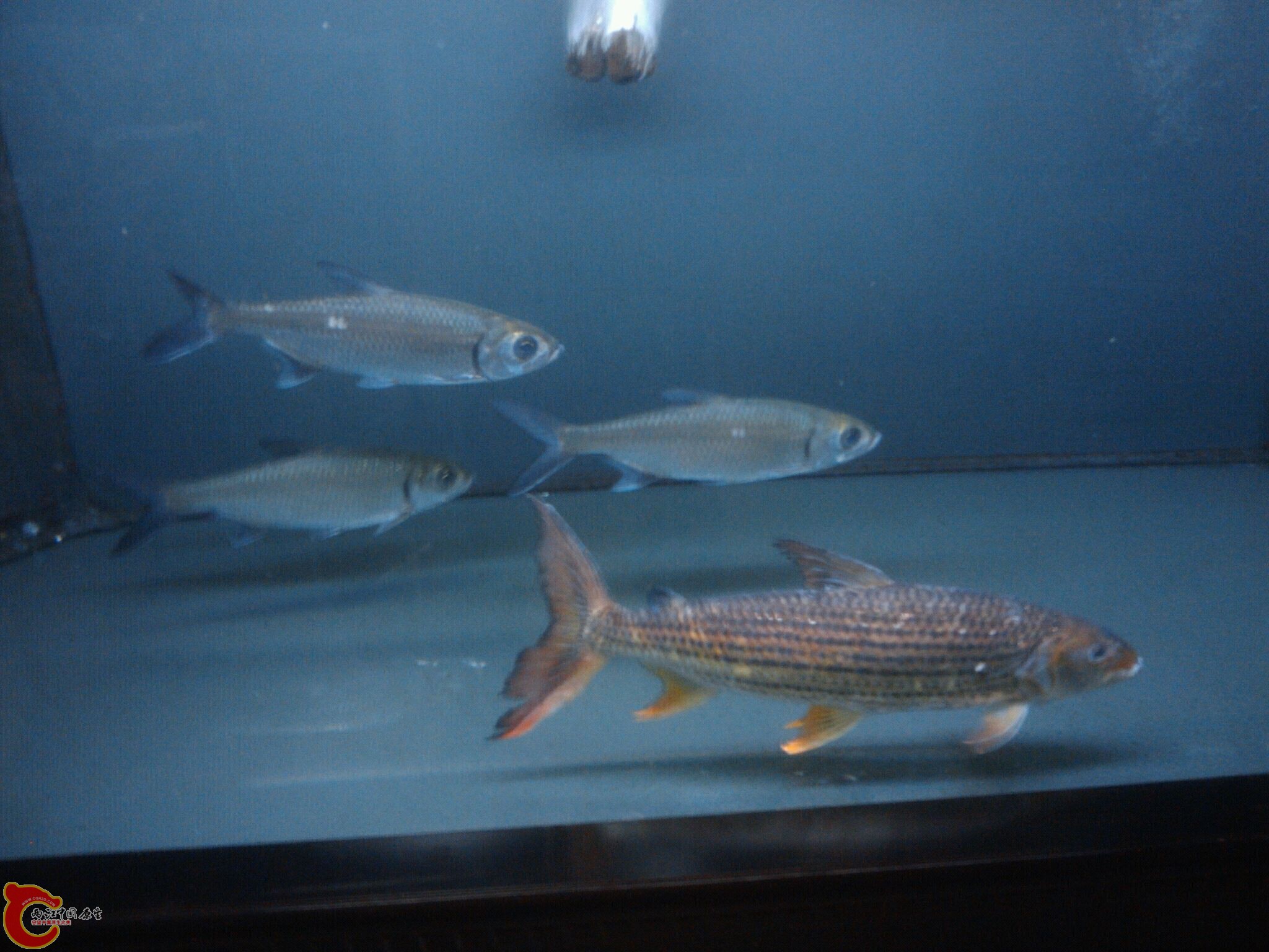 Oct_17_2011_9472.jpg