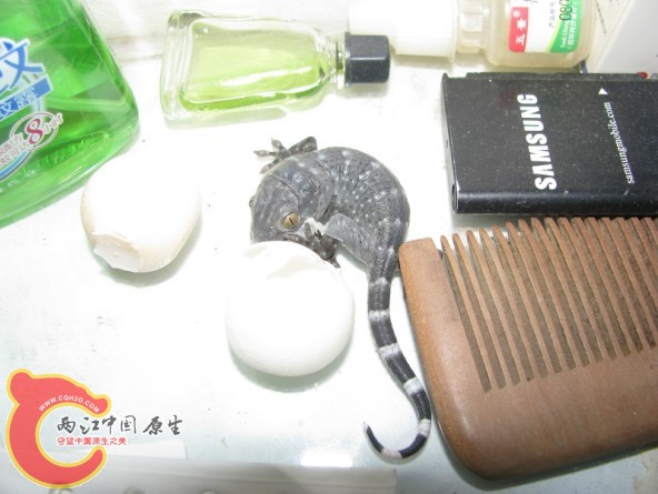 蛤蚧1.jpg