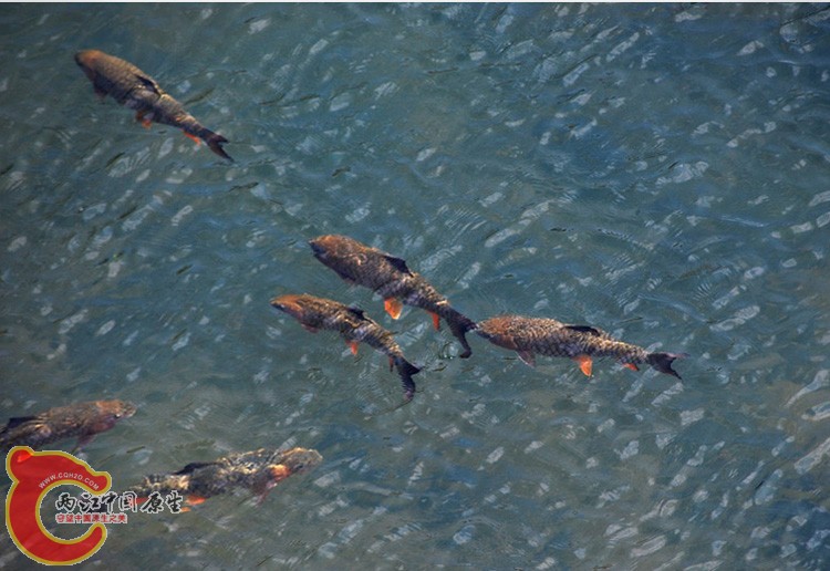 武夷山溪鱼6.jpg