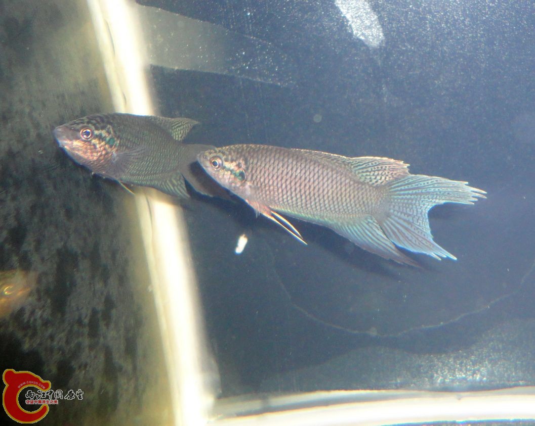 DSC07966.JPG