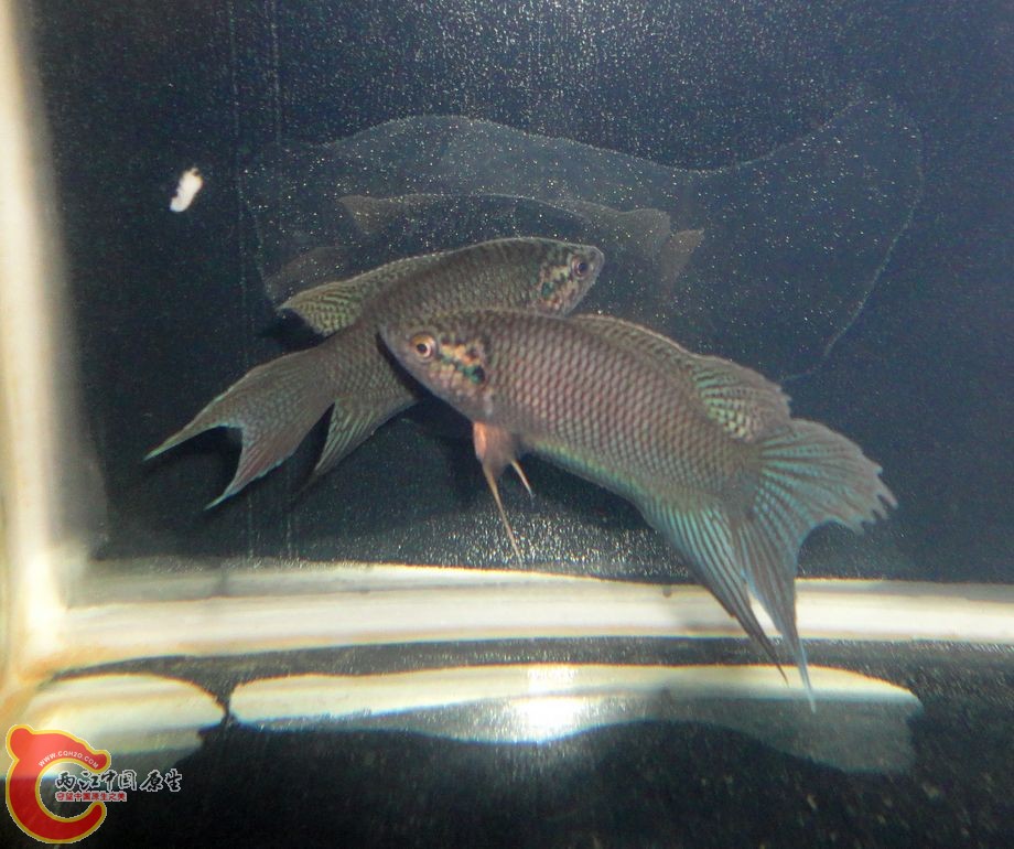 DSC07970.JPG