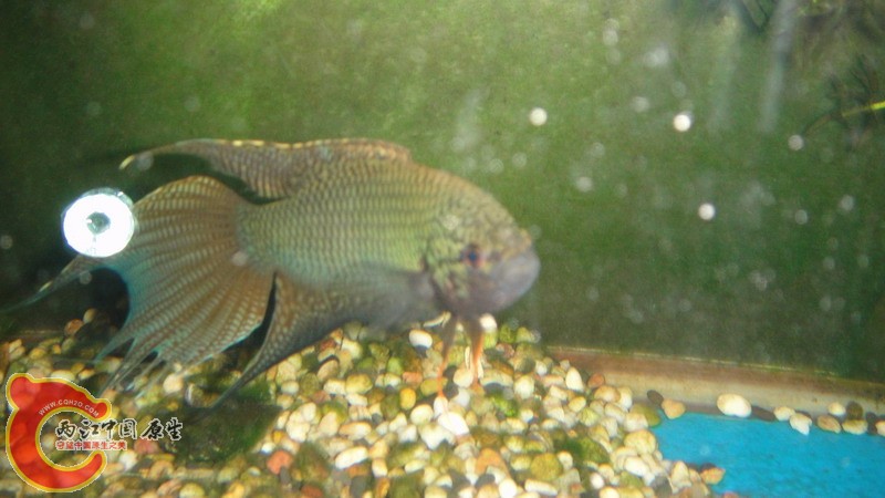 DSC07491_缩小大小.JPG