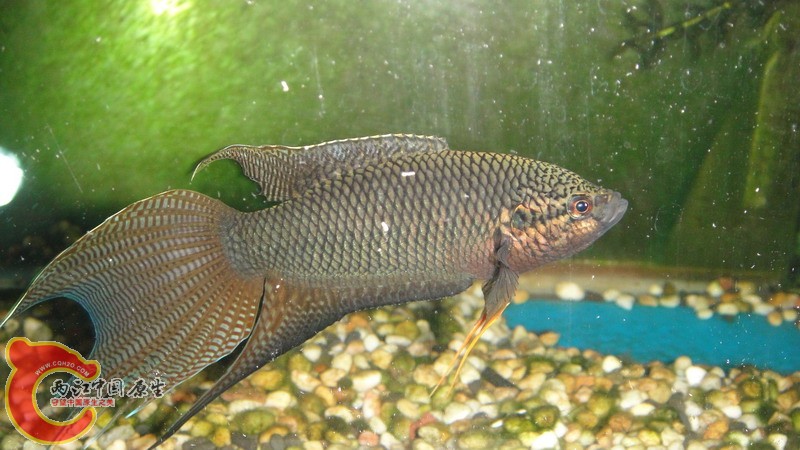 DSC07494_缩小大小.JPG