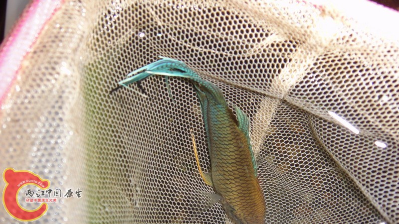 DSC07503_缩小大小.JPG