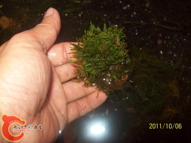 带回的小部分MOSS