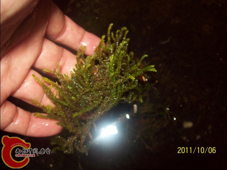 带回的小部分MOSS