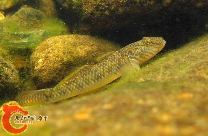 子陵公魚