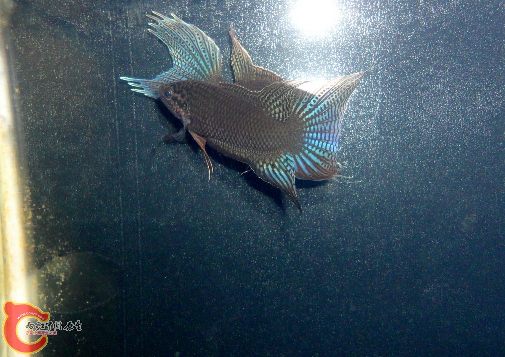 DSC08083.JPG