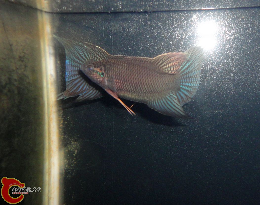 DSC08051.JPG