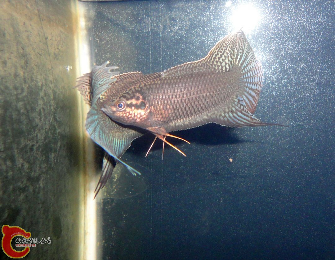 DSC08055.JPG