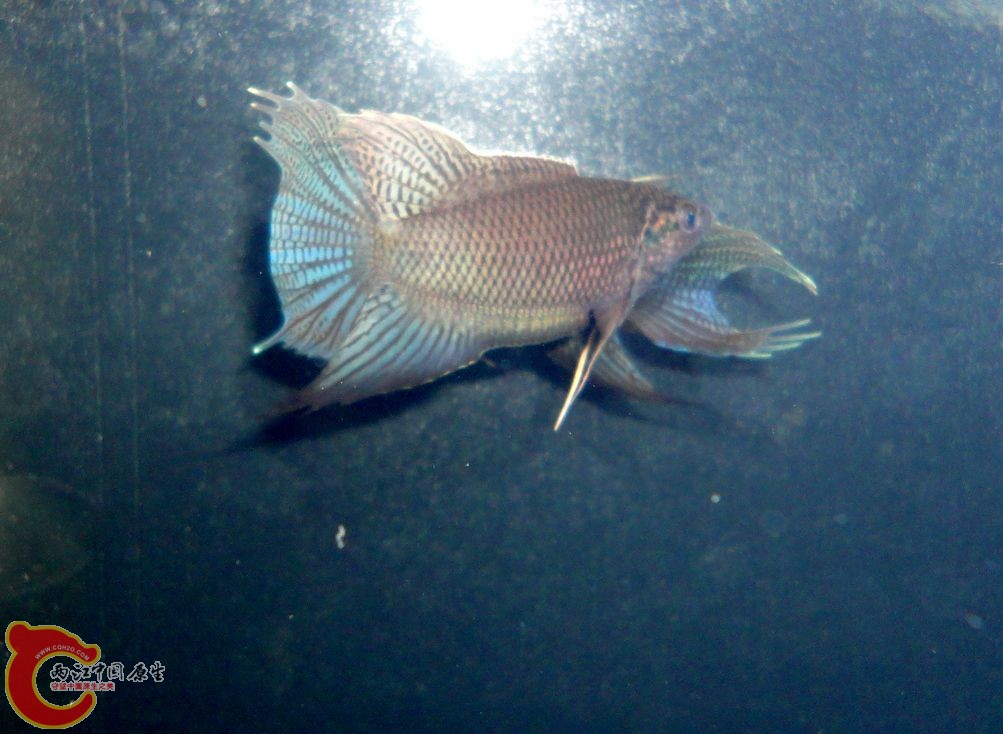 DSC08062.JPG