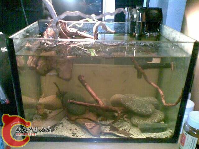 p_large_YpKD_121d00000ca71214.jpg