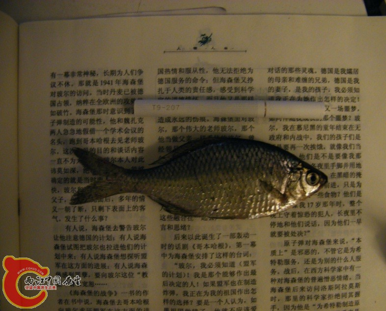 4、自己前几天钓的,有斑点的。跳缸的个头比活着的那个小一点.jpg 4、自己前几天钓的,有斑点的。跳缸的个头比活着的那个小一点.jpg