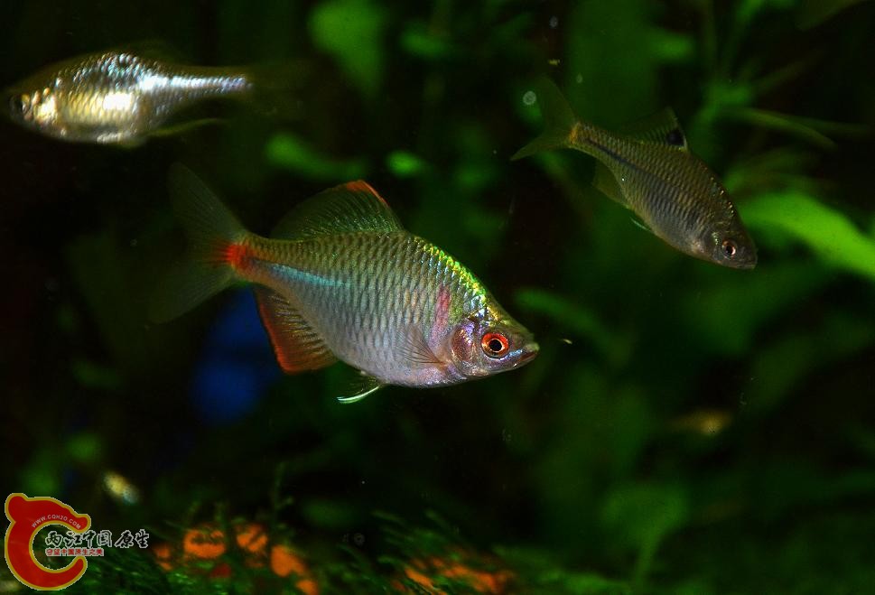 DSC_4062.JPG