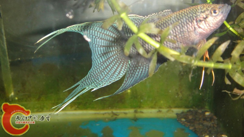 DSC07601_缩小大小.JPG