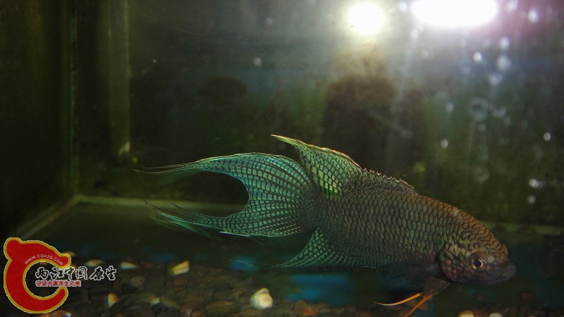 DSC07608_缩小大小.JPG