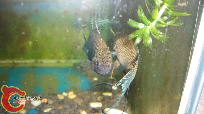 DSC07622_缩小大小.JPG