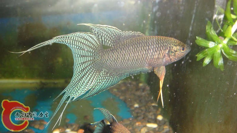DSC07625_缩小大小.JPG