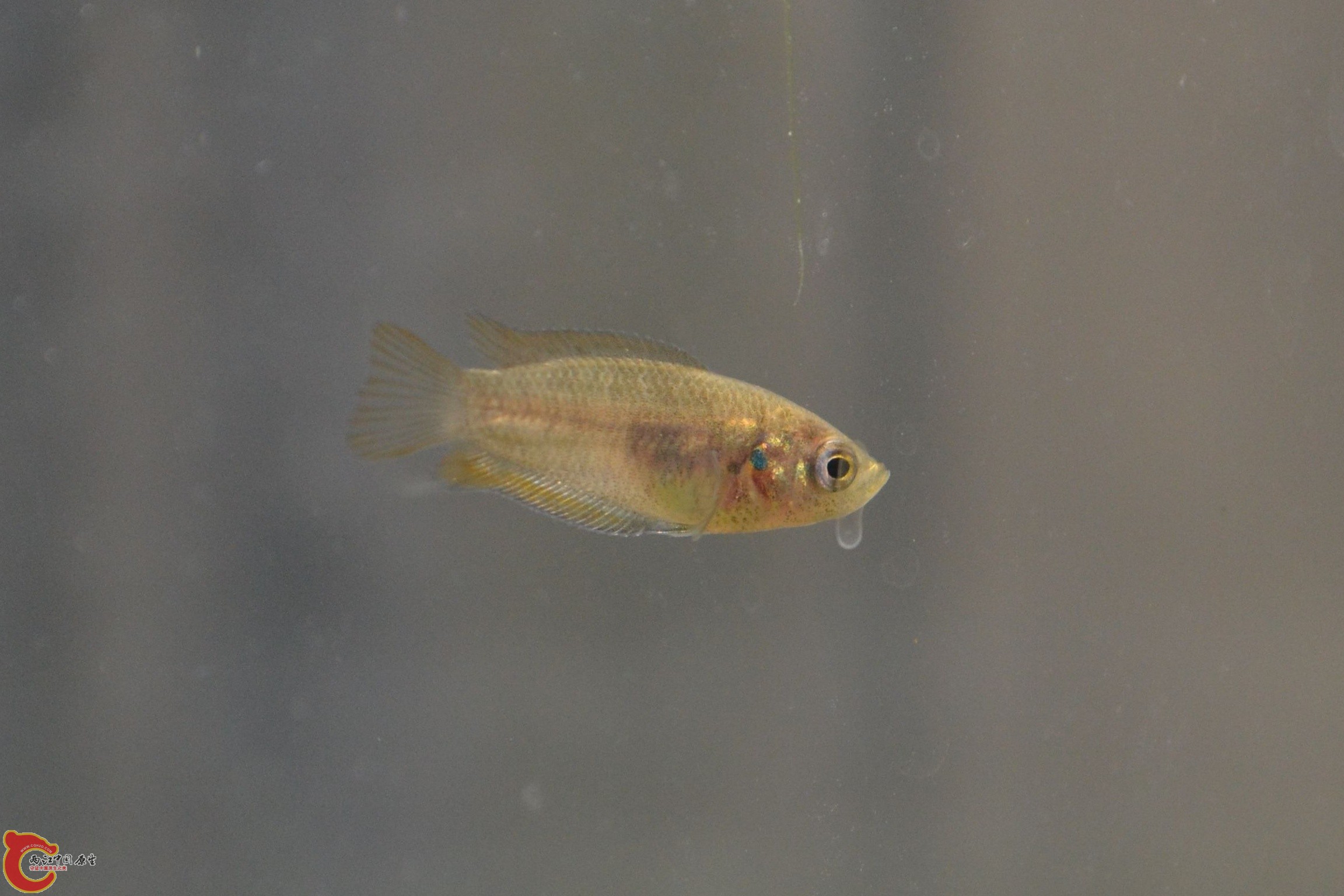 圆尾斗鱼 (2).jpg