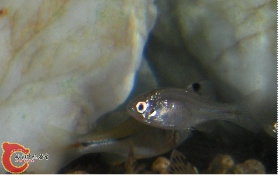 从小鱼苗养大的，为白色的身体