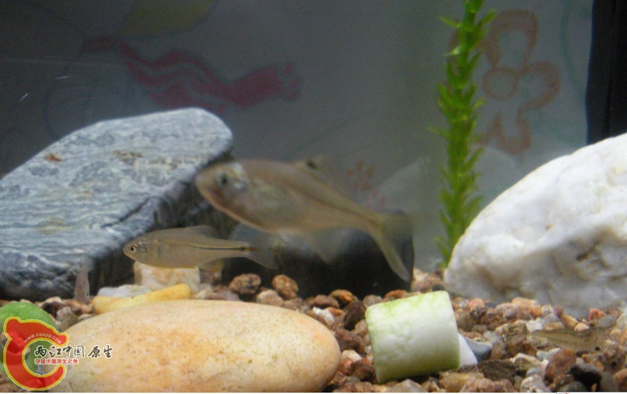 五月份的是条雌鱼