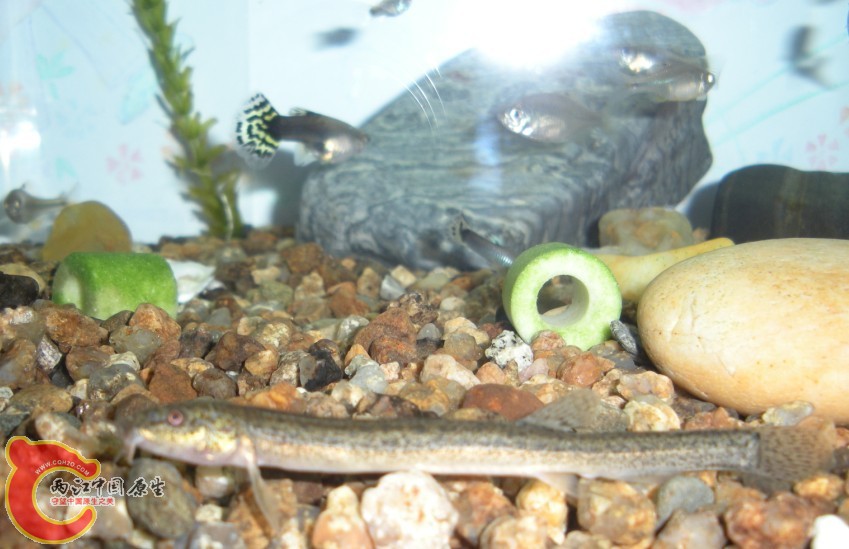 松花江的泥鳅，没有南方的好看