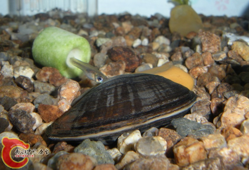 送花江的河蚌，钓鱼时钓上来的