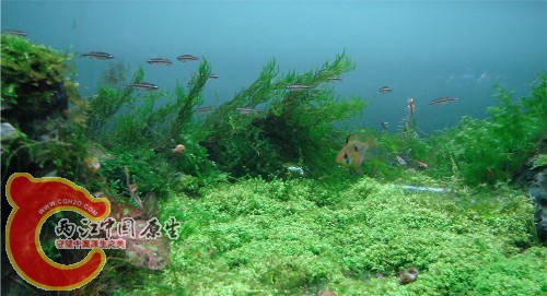 七彩白云山群游1.jpg