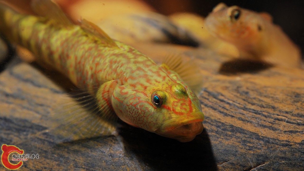 这两张是同一只